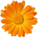 Zion Health, Ancient Minerals Calendula Toners - 4 fl. oz.